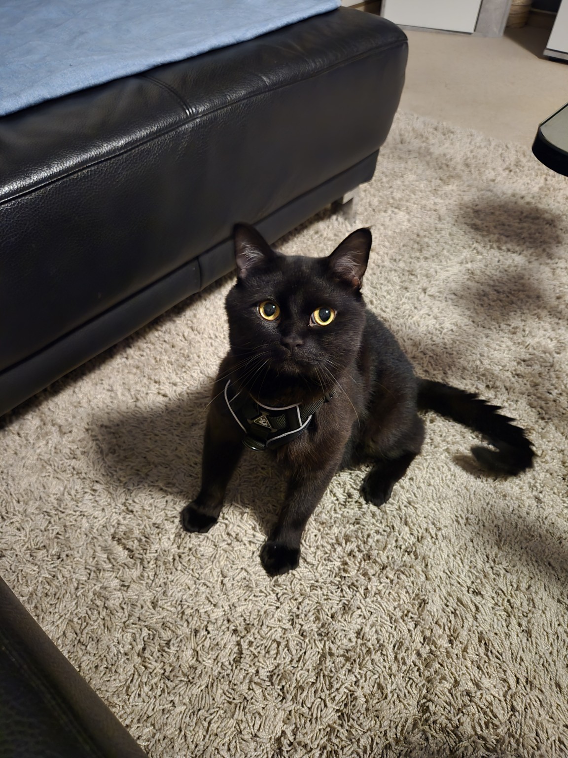 Simba mit Geschirr bereit für seinen Ausflug auf Balkonien