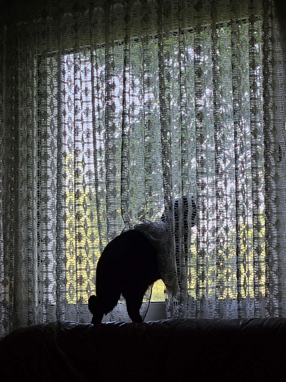 Simba beobachtet neugierig die Welt am Fenster