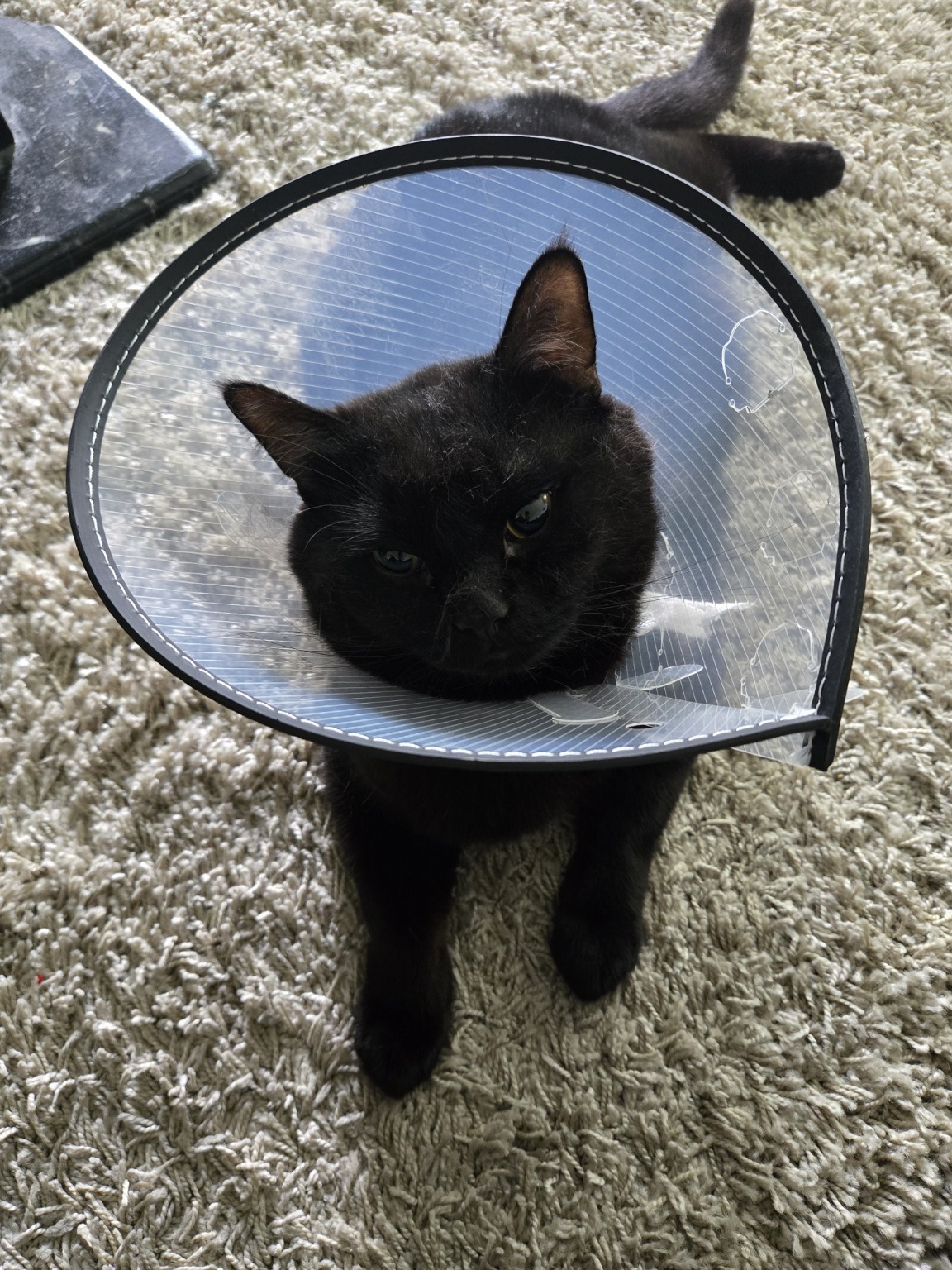 Simba nach seiner Kastration mit Schutzkragen