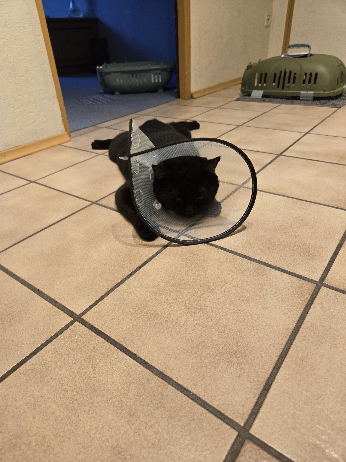 Simba nach seiner Kastration zuhause mit Schutzkragen