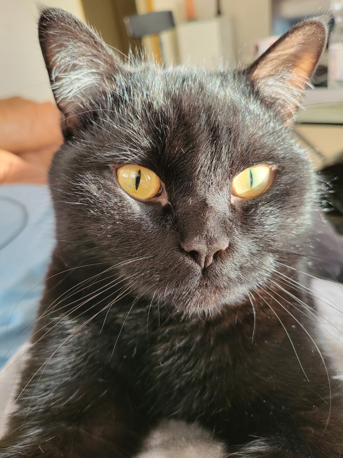 Nahes Portrait von Simba mit goldenen Augen