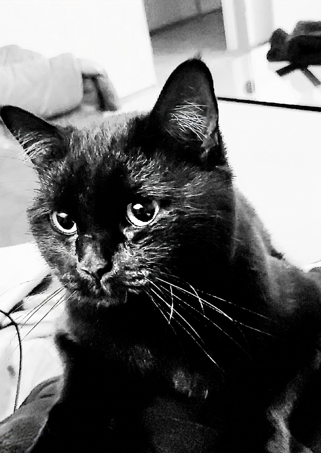 Schwarzweiß-Portrait von Simba